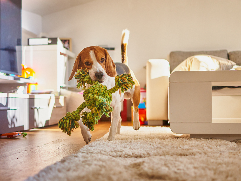 pet proofing your home